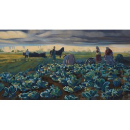 Cabbage harvesting, shot...